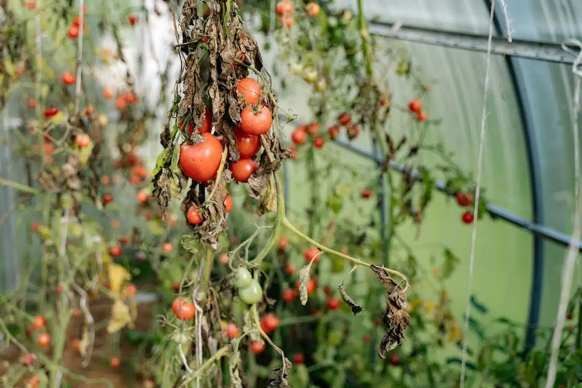 jardinage  tomates